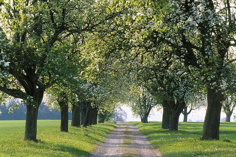 trees, fields, spring, roads - desktop wallpaper