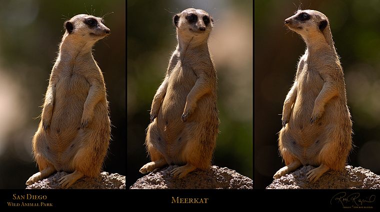 San Diego, meerkats - desktop wallpaper