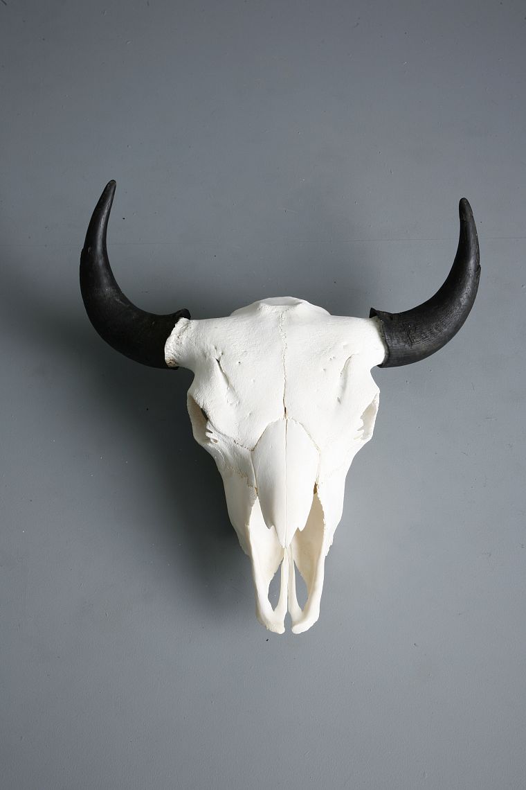 skulls, horns - desktop wallpaper