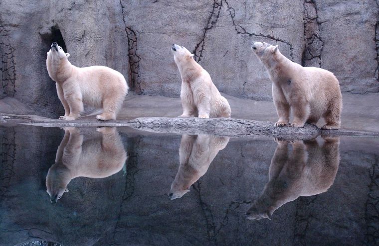 water, animals, reflections, polar bears - desktop wallpaper