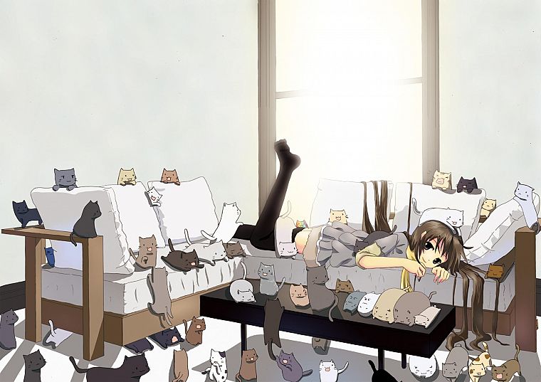 cats, anime girls - desktop wallpaper