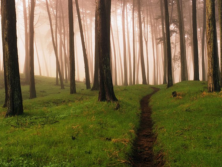 nature, trees, forests, fog, mist, woods - desktop wallpaper