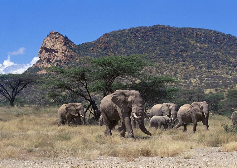 mountains, trees, animals, elephants, baby elephant, baby animals - desktop wallpaper