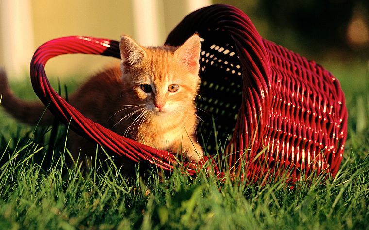cats, animals, grass, kittens, baskets - desktop wallpaper