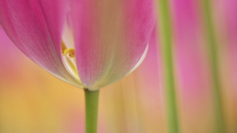 nature, flowers, tulips, macro - desktop wallpaper