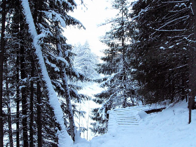 snow, forests, snow landscapes - desktop wallpaper
