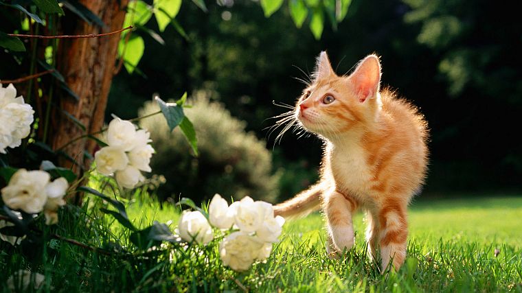 flowers, cats, orange, grass, outdoors - desktop wallpaper