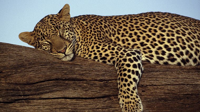 leopards, Kenya, games - desktop wallpaper
