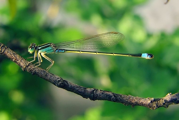 nature, insects, dragonflies - desktop wallpaper