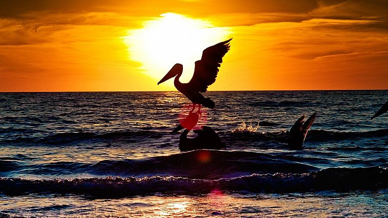 sunset, birds, sea - desktop wallpaper