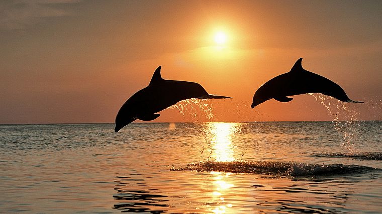 sunset, jumping, dolphins, Honduras - desktop wallpaper