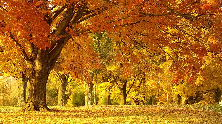 landscapes, nature, trees, autumn, forests, leaves, fallen leaves - desktop wallpaper