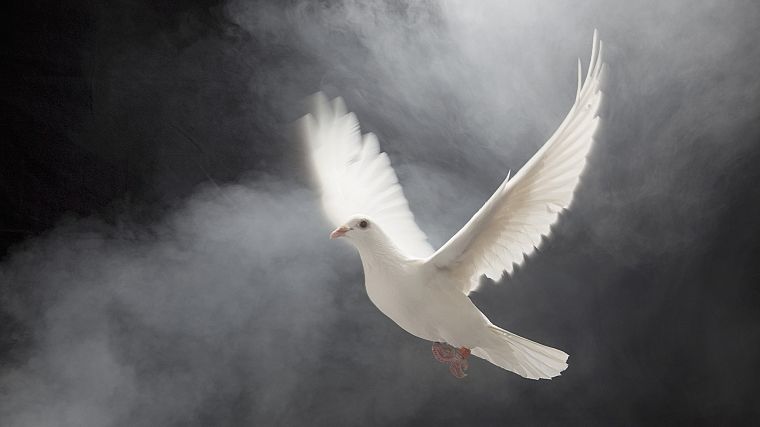white, birds, doves, albino, flight - desktop wallpaper
