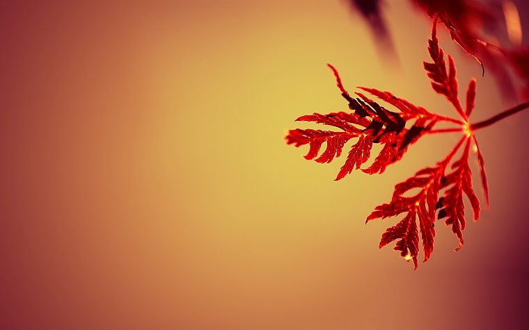 nature, red, leaves, macro - desktop wallpaper