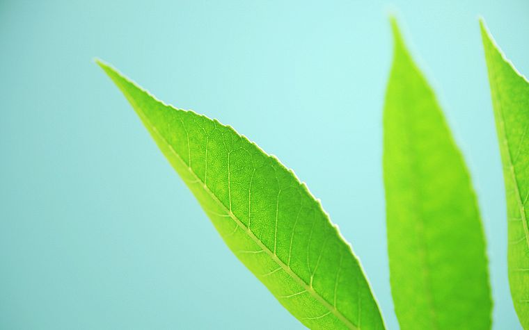 leaf - desktop wallpaper