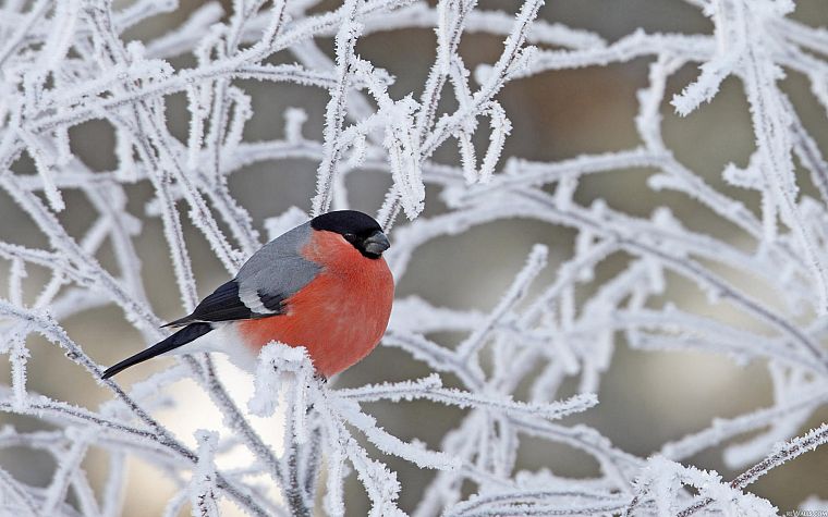 birds, animals, frost, bullfinch, branches - desktop wallpaper