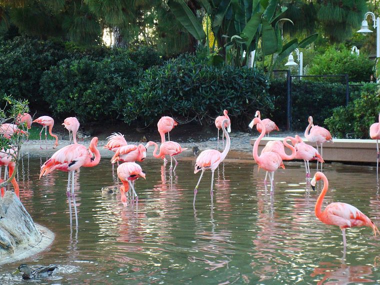 pink, flamingos - desktop wallpaper