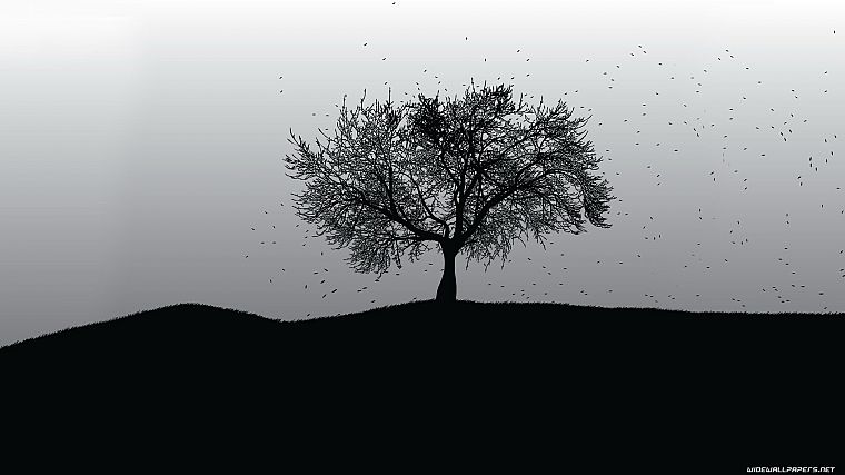 black, trees, white, grayscale - desktop wallpaper