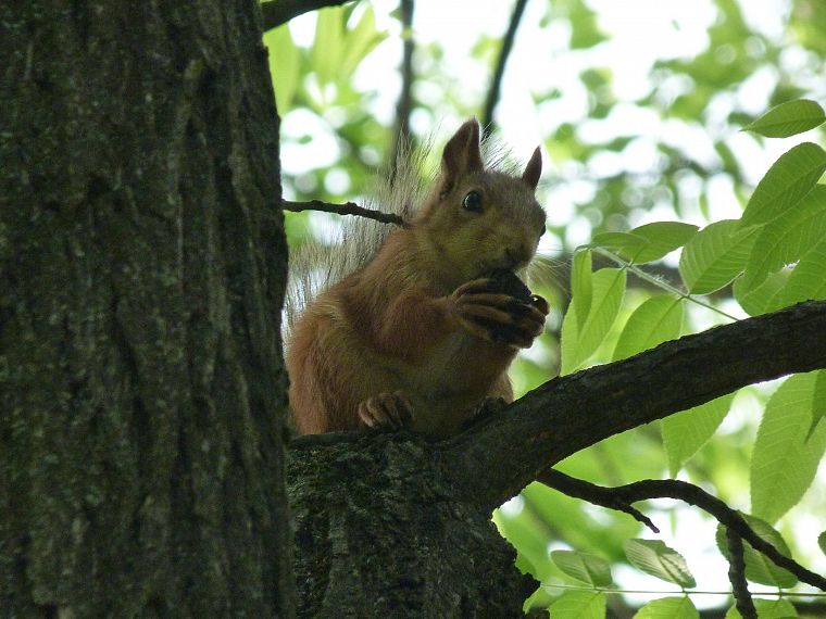 nature, animals, squirrels - desktop wallpaper