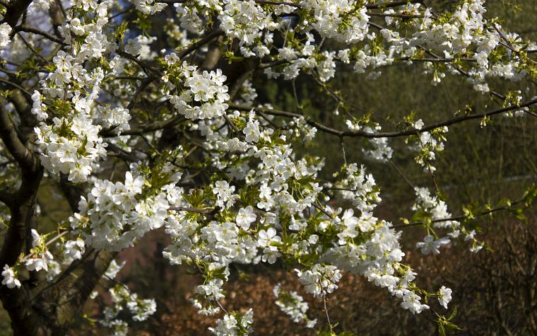 trees, garden, cherries, Blossom - desktop wallpaper