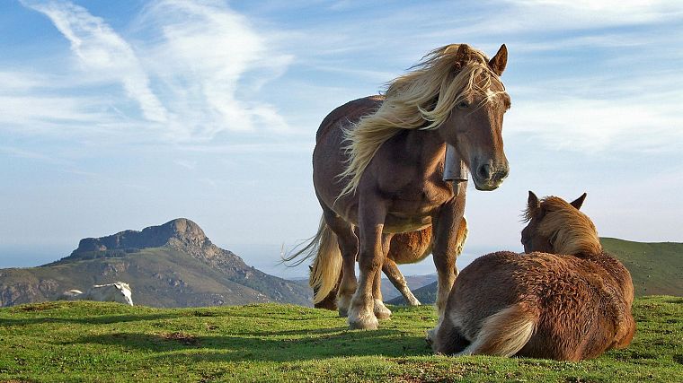 landscapes, nature, animals, horses - desktop wallpaper