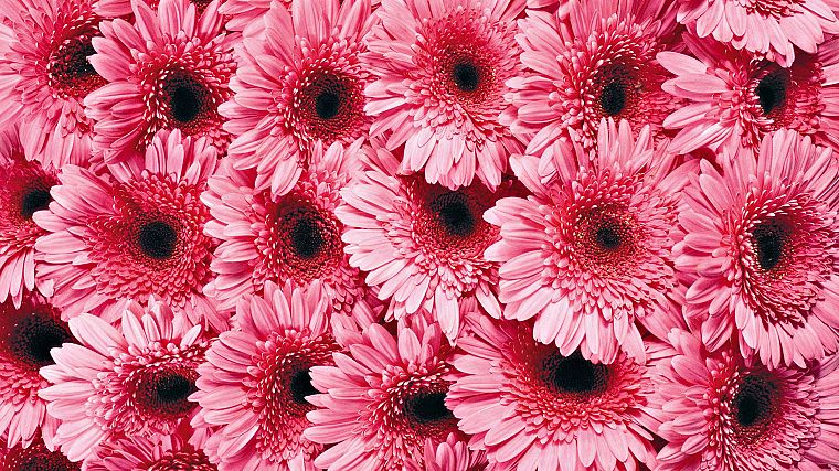 flowers, pink - desktop wallpaper