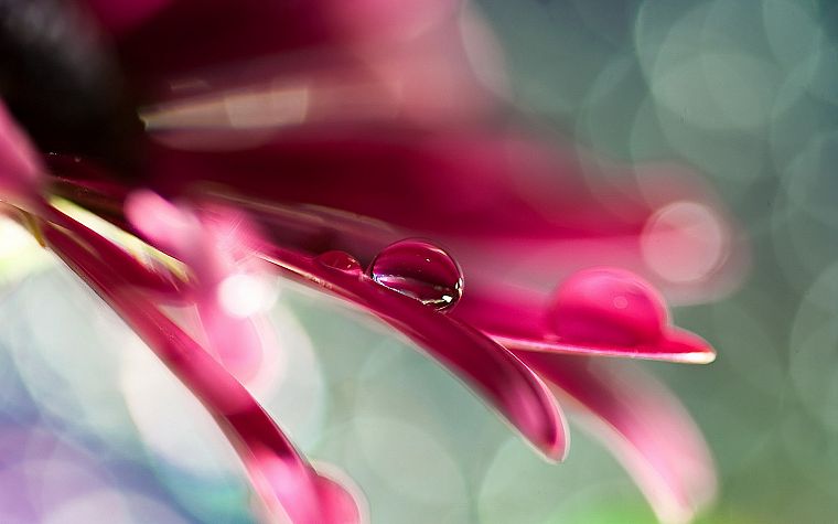 flowers, water drops, macro - desktop wallpaper