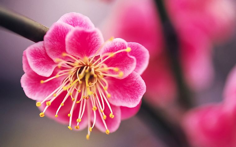 nature, flowers, pink - desktop wallpaper