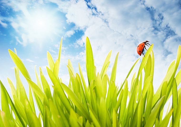 nature, insects, grass, sunlight, ladybirds - desktop wallpaper