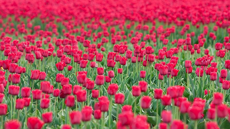 flowers, fields, tulips - desktop wallpaper