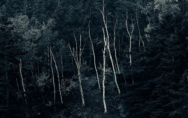 trees, forests - desktop wallpaper