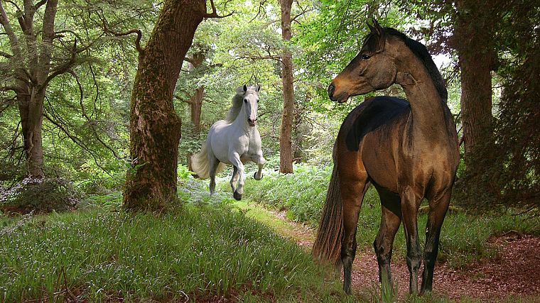 nature, forests, animals, horses - desktop wallpaper