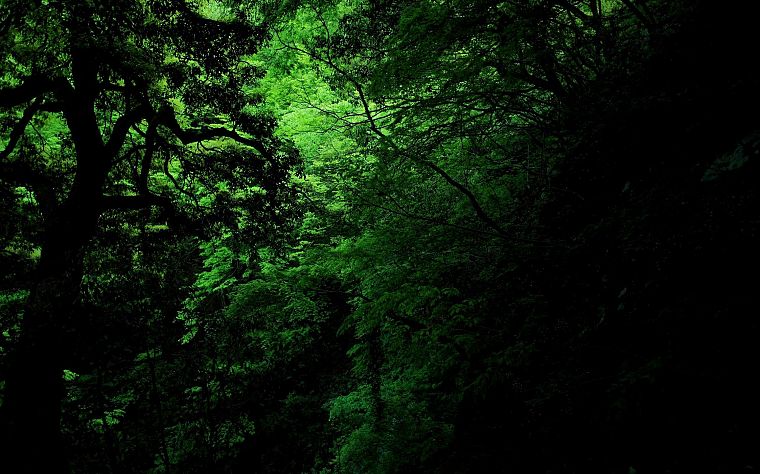 green, forests - desktop wallpaper