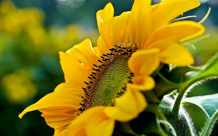 flowers, sunflowers - desktop wallpaper