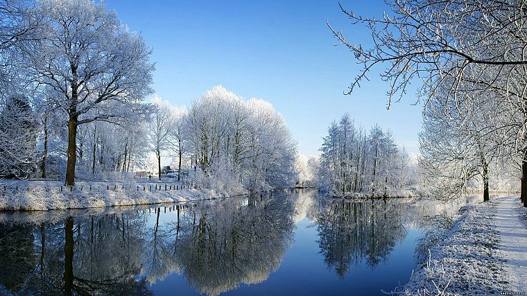 winter, trees - desktop wallpaper