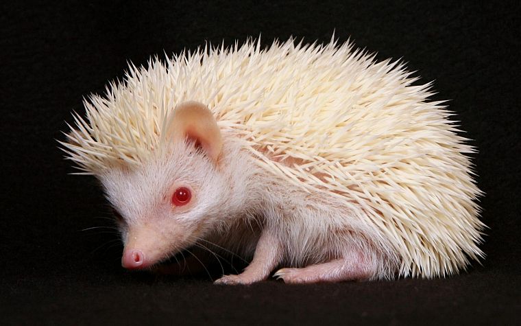 white, animals, hedgehogs, red eyes, albino - desktop wallpaper