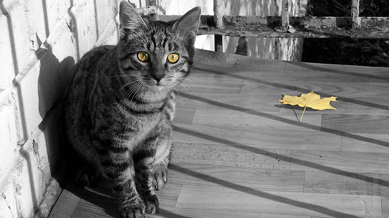 cats, animals, leaves, yellow eyes, selective coloring - desktop wallpaper
