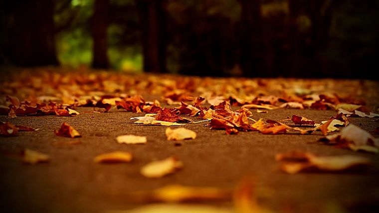 autumn, leaves, depth of field, fallen leaves - desktop wallpaper