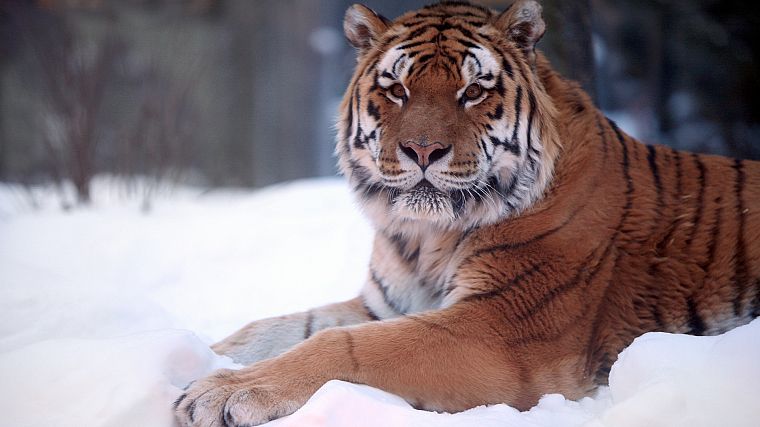 animals, tigers, wildlife - desktop wallpaper