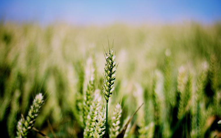 nature, grass, fields - desktop wallpaper