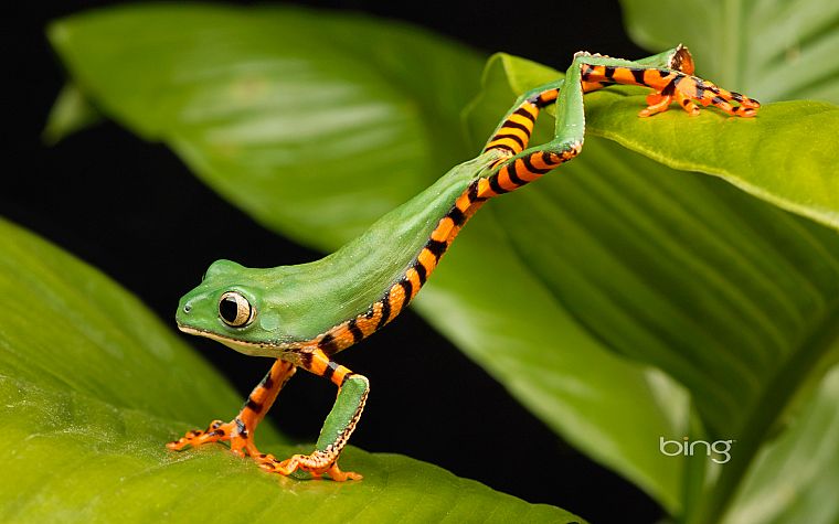 frogs, lemur, amphibians - desktop wallpaper