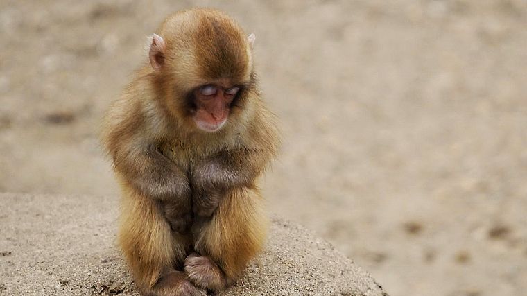 animals, backgrounds, monkeys, baby animals - desktop wallpaper