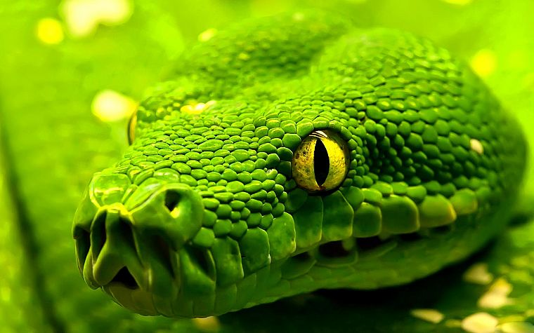 green, snakes - desktop wallpaper