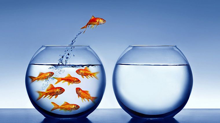 freedom, fish, jumping, goldfish, fish bowls - desktop wallpaper