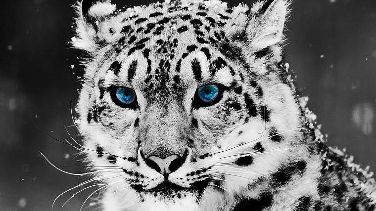 blue eyes, animals, snow leopards, feline, selective coloring - desktop wallpaper