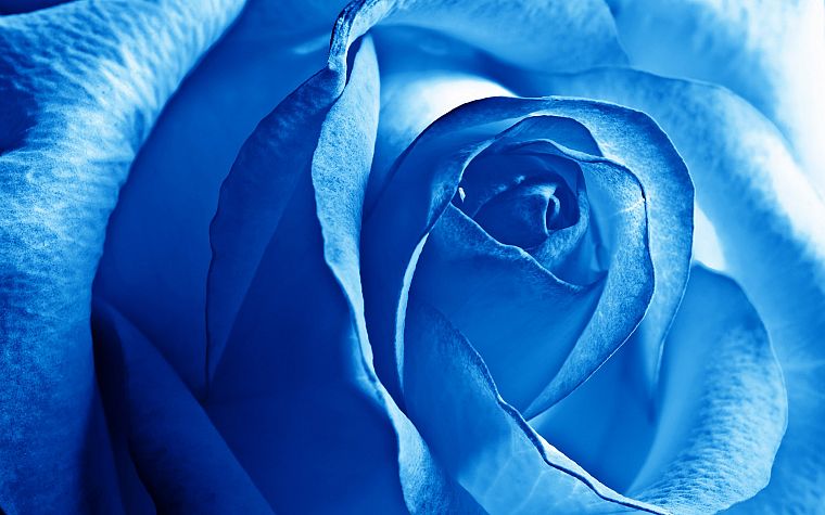 blue, flowers, roses - desktop wallpaper