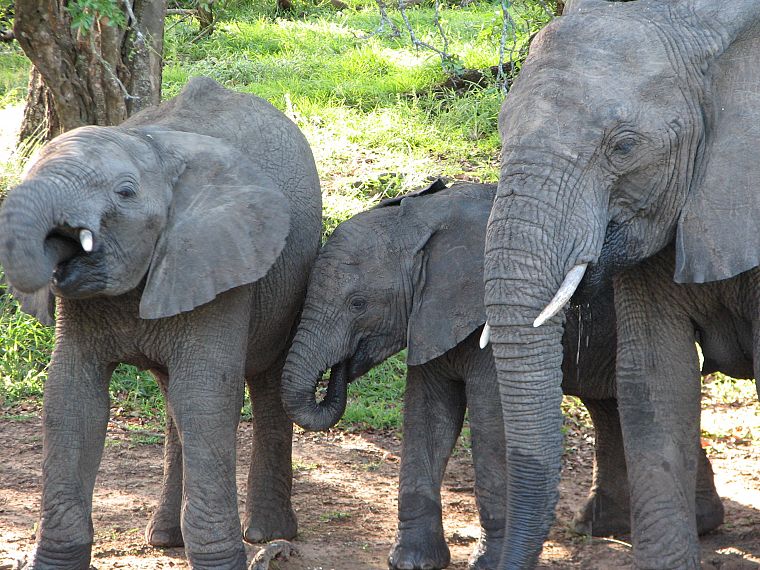 animals, India, elephants, baby elephant, baby animals - desktop wallpaper