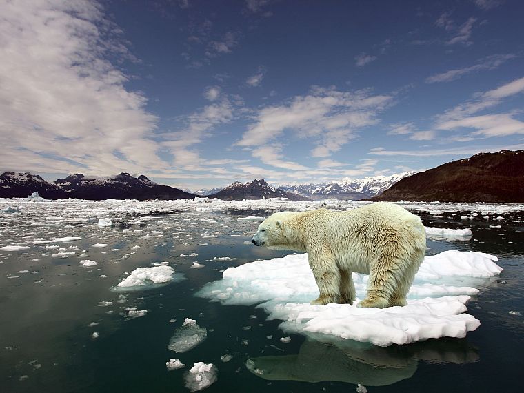 ice, animals, arctic, floating islands, polar bears - desktop wallpaper