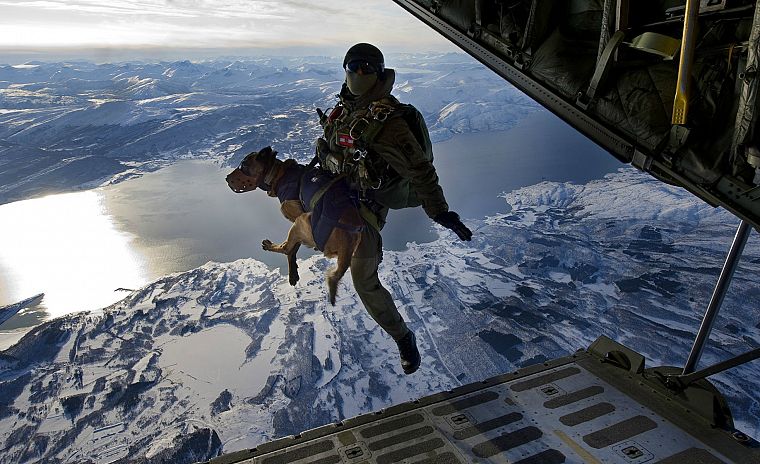 aircraft, dogs, jumping, parachute - desktop wallpaper