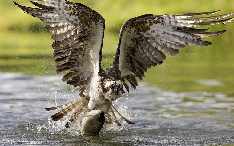 water, birds, fish, osprey, hunting, hawks - desktop wallpaper